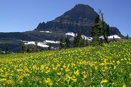 Picture of Reynolds Mtn and yellow Glacier lilies at Logan Pass