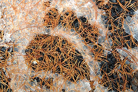 Bear track