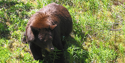 Black bear eating Fireweed. Photo was taken from a safe distance with a telephoto lens
