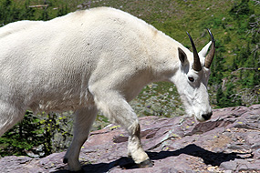 Picture of a Mountain goat