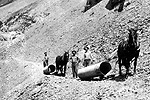 Horses pulling culverts