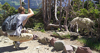 a visitor too close to a mountain goat
