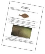 Halibut Adaptations
