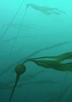 kelp forest