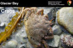 Glacier Bay Crab research presentation