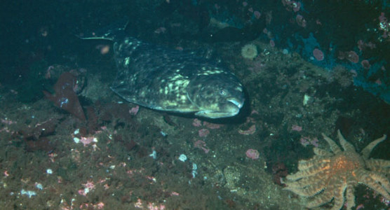 halibut