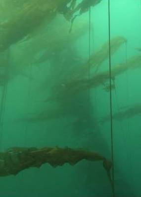 kelp