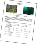 Kelp Activity #1
