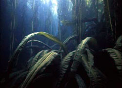 kelp forest