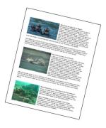 Student Resource: an otter's life