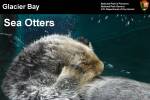 Glacier Bay sea otter presentation