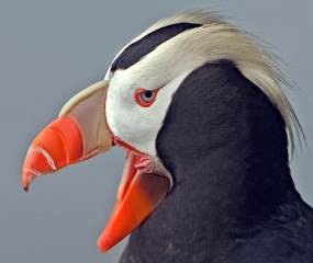 tufted puffin