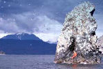 Seabirds