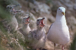 gull with chicks