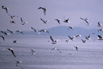 seabirds in flight
