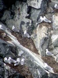 kittiwakes on nests