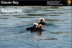 seabirds powerpoint