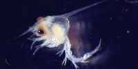 dungeness crab larvae