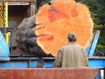 Massive log