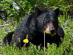 Black bear feasting on dandelions
