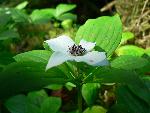 Drawf dogwood or bunchberry