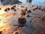Barnacles at low tide and at sunset