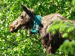 Radio collared moose