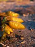 Seaweed air bladder