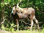 Moose