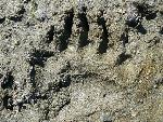 Brown bear track in the mud
