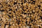 Barnacles