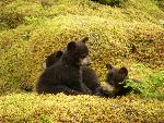 First year black bear cubs