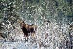 Moose