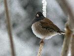 Dark-eyed junco