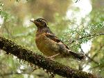 Varied thrush