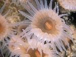 Sea anemone