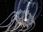 Jelly fish
