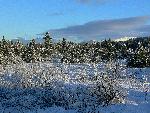 Fresh snow on lodgepole pine trees
