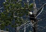 Bald eagle in tree
