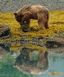 Brown bear looking for dinner