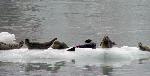 Harbor seals on iceberg