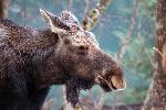 Moose