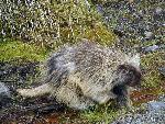 Porcupine