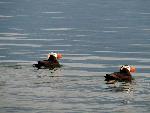 Puffins