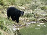 Black bear at water's edge