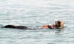 Sea otter