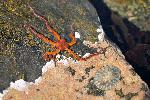 Brittle Star