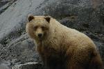 Brown Bear
