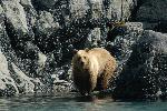 Brown bear at water