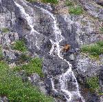 Brown bear in waterfall